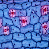 生物显微镜实拍图片